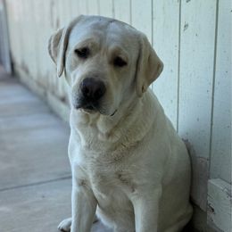 Daisy - Labrador Retriever