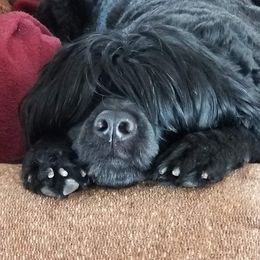 Portuguese Water Dog Puppies from Allegiance Portuguese Water Dogs