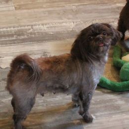 Phoebe - Shih Tzu