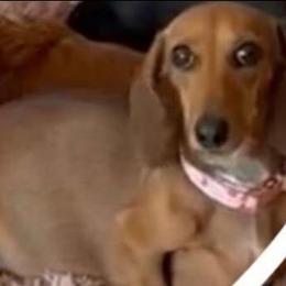 Bella - Dachshund