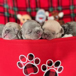 French Bulldog Puppies from Jessie's Frenchies
