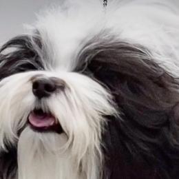 Havanese from Kuba Havaluv