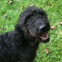 Brigid - Labradoodle