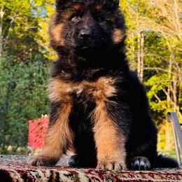 German Shepherd puppies from Tabor Springs GSD