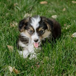 Phillip - Fluffy - White and black male Pembroke Welsh Corgi puppy in Oak City, Utah from Shells’ Corgis