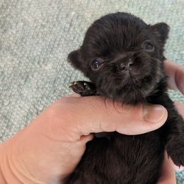 Tiny Victor $2000 - Chocolate Chihuahua puppy in Maryland from A & O Cherished Chihuahuas