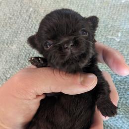 Tiny Victor $2000 - Chocolate Chihuahua puppy in Maryland from A & O Cherished Chihuahuas