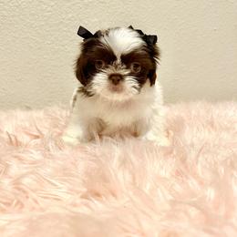 Shih Tzu Puppies from NC Stellar Puppies