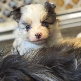 Praline - Merle female Pomsky puppy in Sturgis, Kentucky from Furever Pomskies