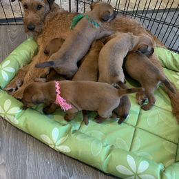 Irish Terrier Puppies from Kimerik Irish Terriers