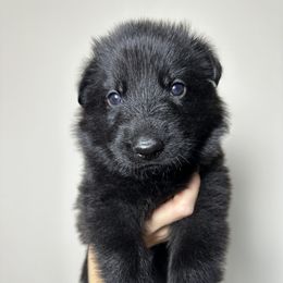 German Shepherd Puppies from Carbon Bold K9 Services