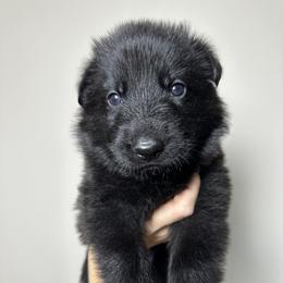 German Shepherd Puppies from Carbon Bold K9 Services