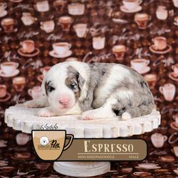 Espresso - Merle male Sheepadoodle puppy in Cleveland, Tennessee from Narrow Path Old English & Sheepadoodles