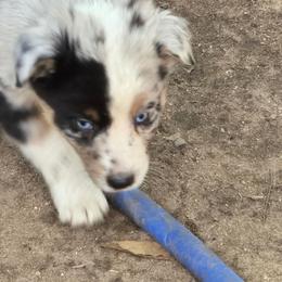 Barney - Blue merle male Australian Shepherd puppy in Three Rivers, Michigan from Mitten Australian Shepherds