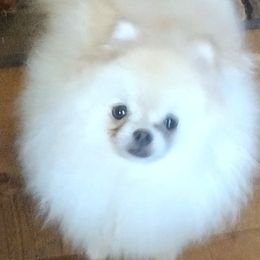 Pomeranians from Meek's Poms