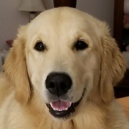 Poppy - Golden Retriever