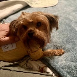 Babygirl - Yorkshire Terrier