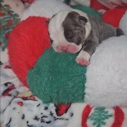 Cupid - Blue tri-color male Bulldog puppy in Franklin Grove, Illinois from Illinois Bullies Kennel