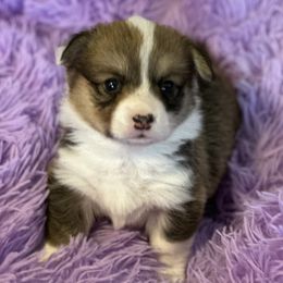 Blue Collar Sable Boy - Sable male Pembroke Welsh Corgi puppy in Marble Falls, Texas from Wind Mountain Corgis