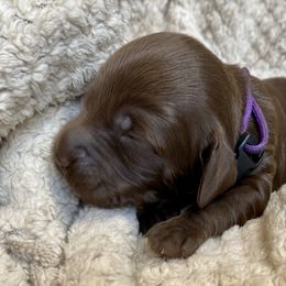 Australian Labradoodle Puppies from Salona- Australian Labradoodles of North America