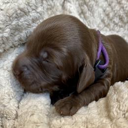 Australian Labradoodle Puppies from Salona- Australian Labradoodles of North America