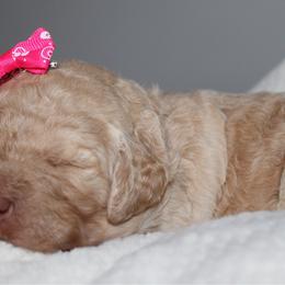Pearl - Cream female Goldendoodle puppy in Howard City, Michigan from Doodles and Chaos
