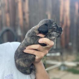Blaze - Brindle male Dachshund puppy in Rogue River, Oregon from Bear Feet Dachshunds