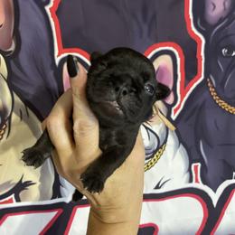 Eve - Brindle girl 1 - Brindle female French Bulldog puppy in Grand Praire, Texas from Von Darr Kennels