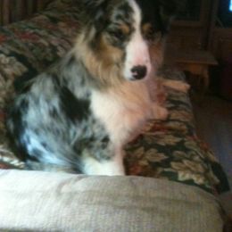 Australian Shepherd All Grown Up from Shallowbrook Farm