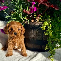Milo - Red male Cavapoo puppy in Preston, Idaho from Shaffer Top Notch Puppies