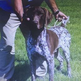 Dozer - German Shorthaired Pointer