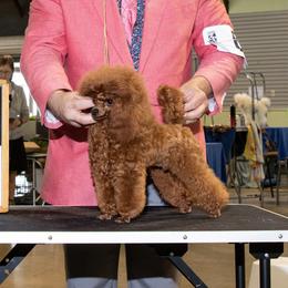 Mira - Poodle