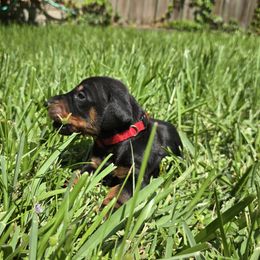 Red collar black male - Black and rust male Doberman Pinscher puppy in Houston, Texas from Draggin Dobermans & Great Danes