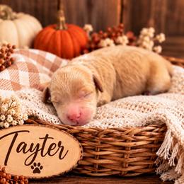 Tayter - Red  female Goldendoodle puppy in Atwood, Oklahoma from Luxe Doodle Haven
