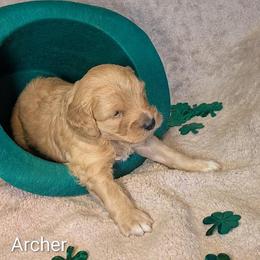 Archer - Golden male Cockapoo puppy in Sunset, Louisiana from Cano Cockapoos