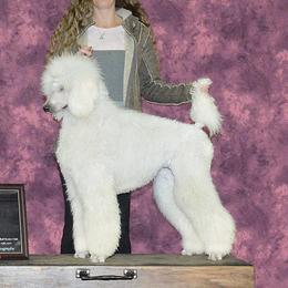Veela - Poodle