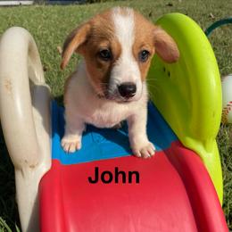 John - Red male Pembroke Welsh Corgi puppy in Apison, Tennessee from Ashmore Corgis