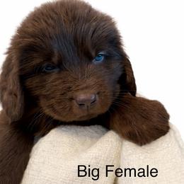 Pinecone dark green collar - Brown female Newfoundland puppy in Comstock Park, Michigan from Two Brown Dogs and a Pig