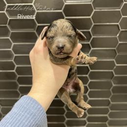Rivers - Blue merle male Aussiedoodle puppy in Rienzi, Mississippi from Saddle Hill Farms