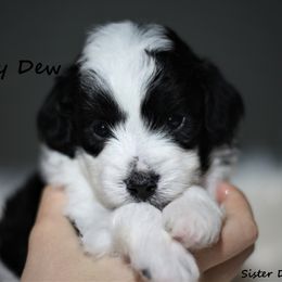 Goldendoodle and Aussiedoodle Puppies from Sister Doodles