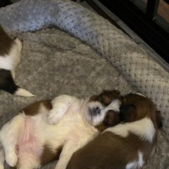 Shorkie Puppies from Strong Puppies