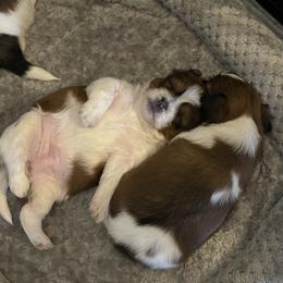 Shorkie Puppies from Strong Puppies