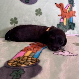 Miss Yellow - Brindle female Dachshund puppy in Willow Springs, Missouri from Krazy Acre Farm