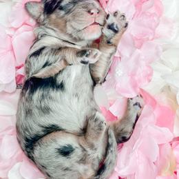 Girl 1 - Blue merle female Bernedoodle puppy in Otisville, Michigan from Danie’s Darling Doodles LLC