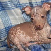 Xoloitzcuintli from Shasta Spots and Solids