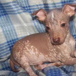 Xoloitzcuintli from Shasta Spots and Solids