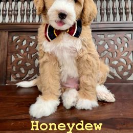 Bernedoodle and Cavapoo Puppies from Dulcito Doodles