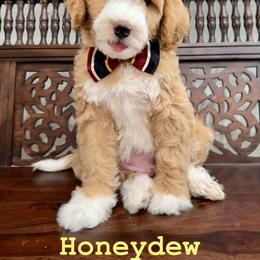 Bernedoodle and Cavapoo Puppies from Dulcito Doodles