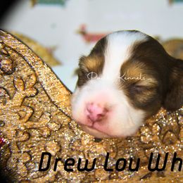 Dachshund Puppies from Pasek Kennels