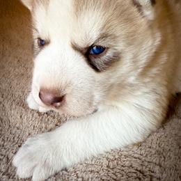 Ember - Sable and white female Siberian Husky puppy in Grant City, Missouri from Timberline Paws